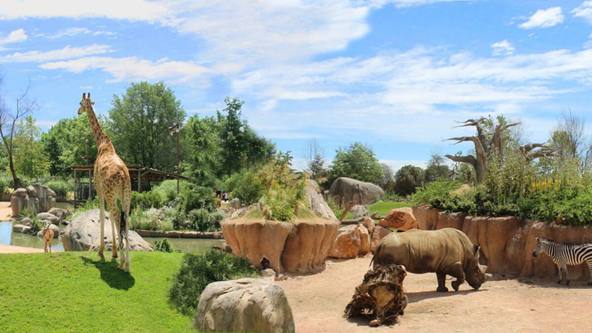 Giraffe Zoom